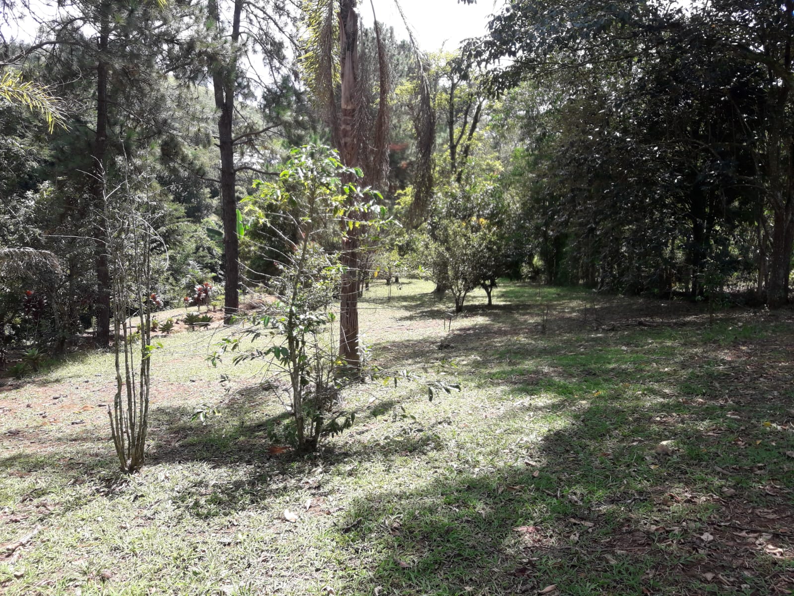 Sítio, 3 quartos, 3 hectares - Foto 14