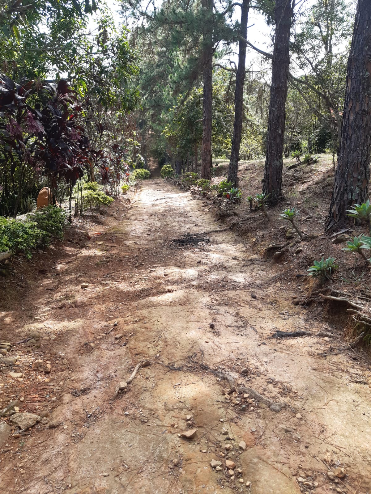 Sítio, 3 quartos, 3 hectares - Foto 15