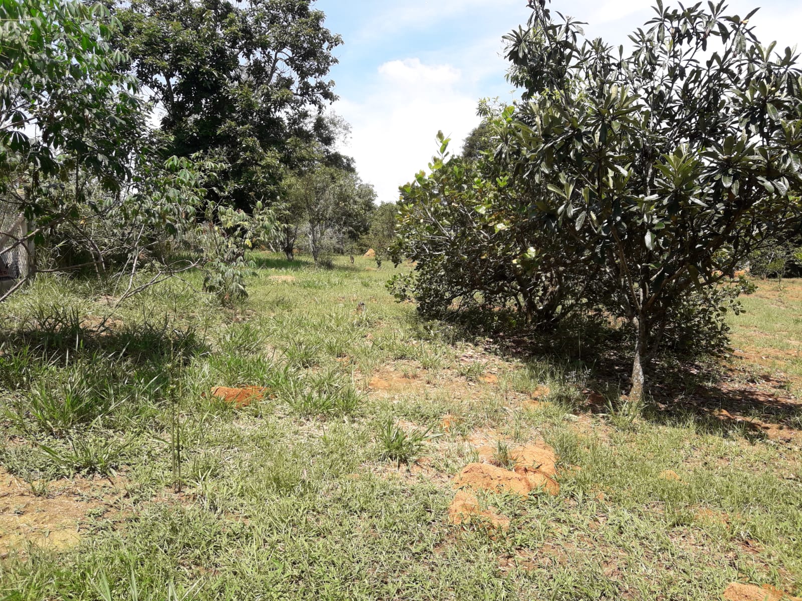 Sítio, 3 quartos, 3 hectares - Foto 19