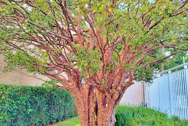 Apartamento, 2 quartos, 55 m² - Foto 35