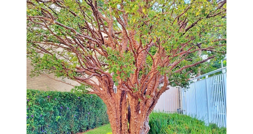 Apartamento à venda no Bairro da Chácara São João na Rua José Galdino de Lucena 143,