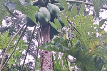  Chácara à venda em Cajamar no Bairro do Vau Novo 