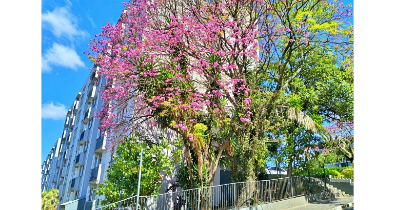  Apartamento à venda no Bairro do Jardim Santa Mônica na Avenida Santa Monica 593