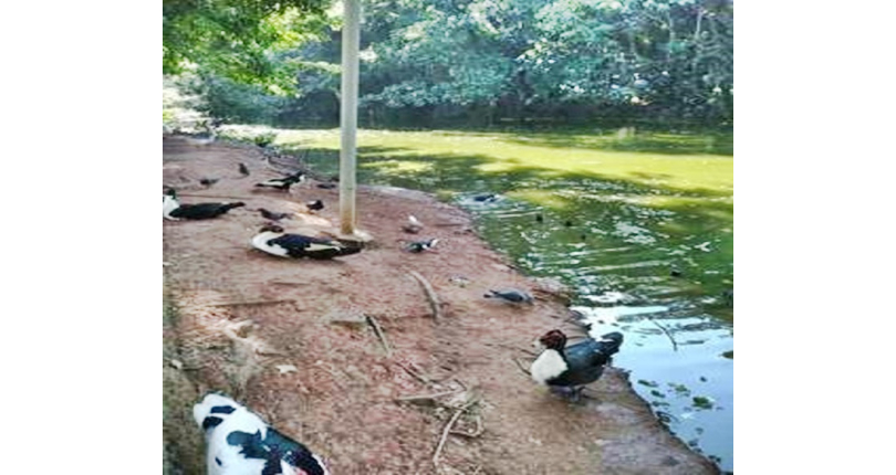Terreno à venda Rua Octávio Vanini, Parque dos Príncipes - Imóveis à Venda